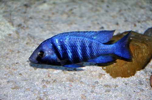 点击大图看下一张：非常美丽的蓝宝石热带鱼图片