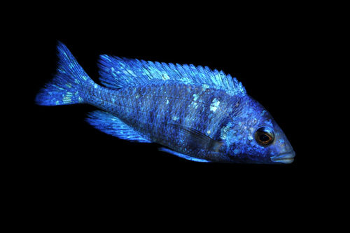 点击大图看下一张：非常美丽的蓝宝石热带鱼图片