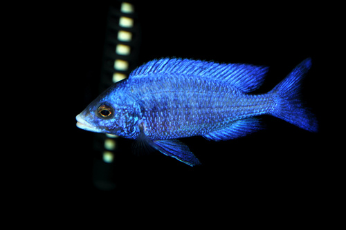 点击大图看下一张：蓝宝石热带鱼图片