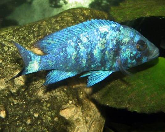 点击大图看下一张：色泽漂亮的蓝宝石鱼图片
