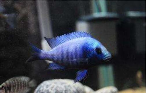 点击大图看下一张：色泽漂亮的蓝宝石鱼图片