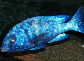 色泽漂亮的蓝宝石鱼图片