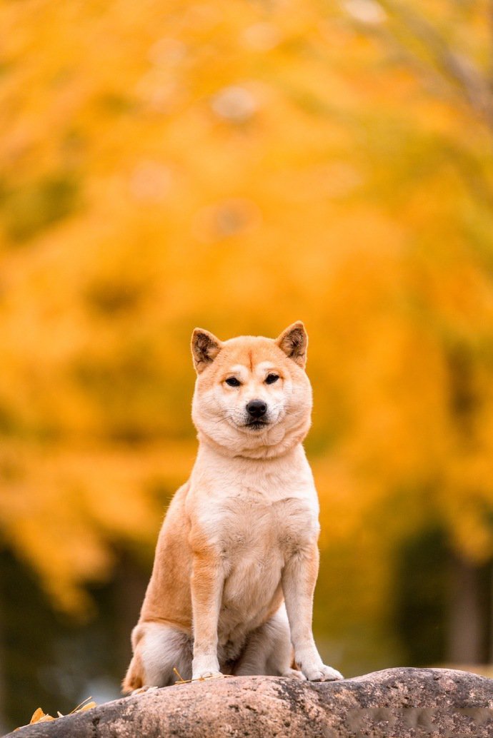 点击大图看下一张：柴犬和秋天很配哦
