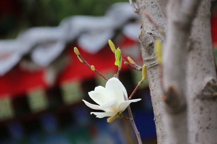 点击大图看下一张：一组万寿公园的玉兰花开图片