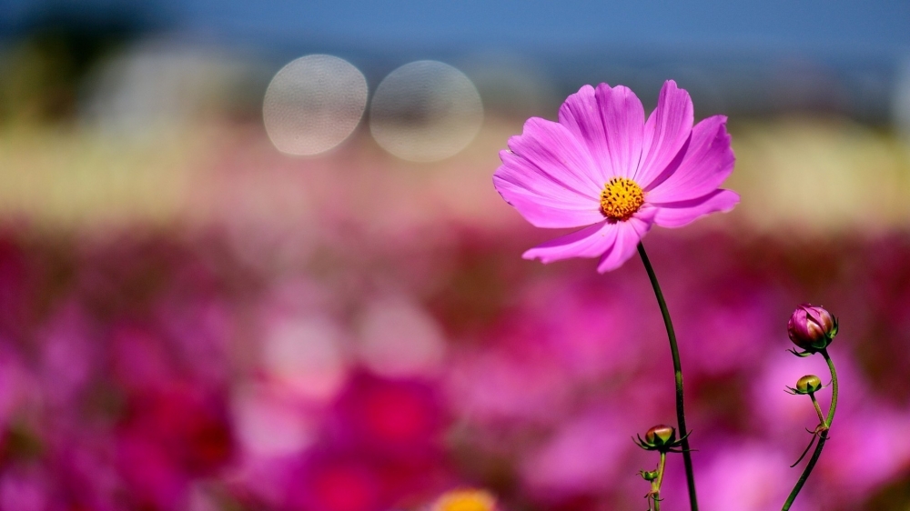 点击大图看下一张：清新淡雅粉色花卉图片桌面壁纸
