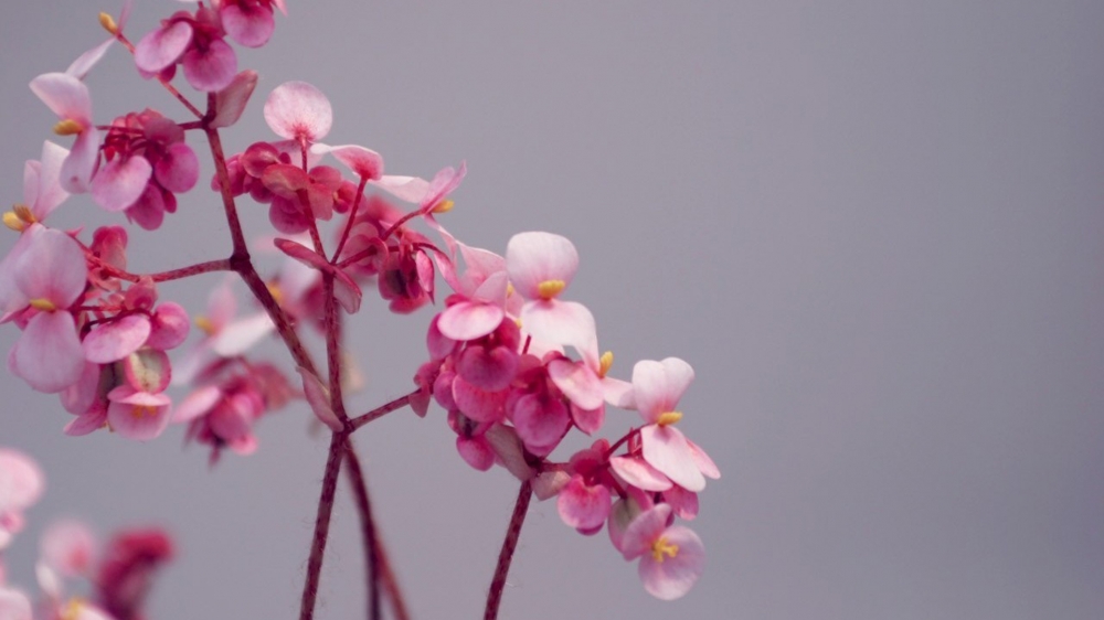 点击大图看下一张：清新淡雅粉色花卉图片桌面壁纸