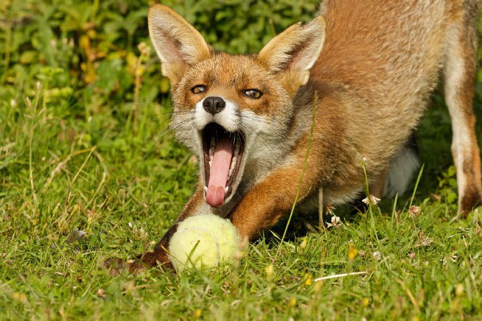 点击大图看下一张：“笑”起来治愈迷人的狐狸