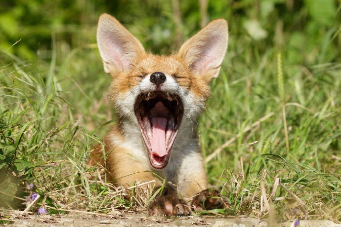 点击大图看下一张：“笑”起来治愈迷人的狐狸