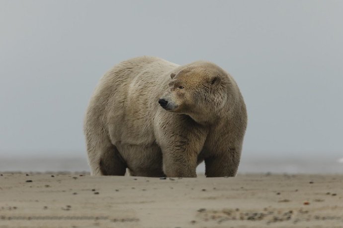 点击大图看下一张：一组超重的北极熊图片