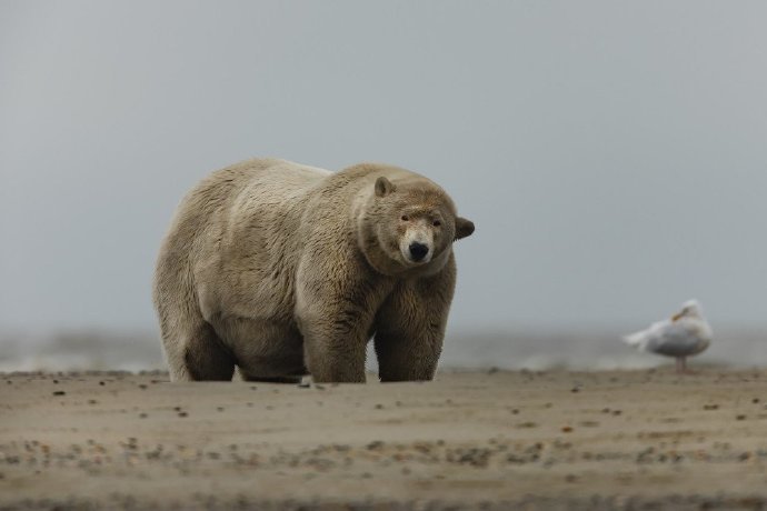 点击大图看下一张：一组超重的北极熊图片