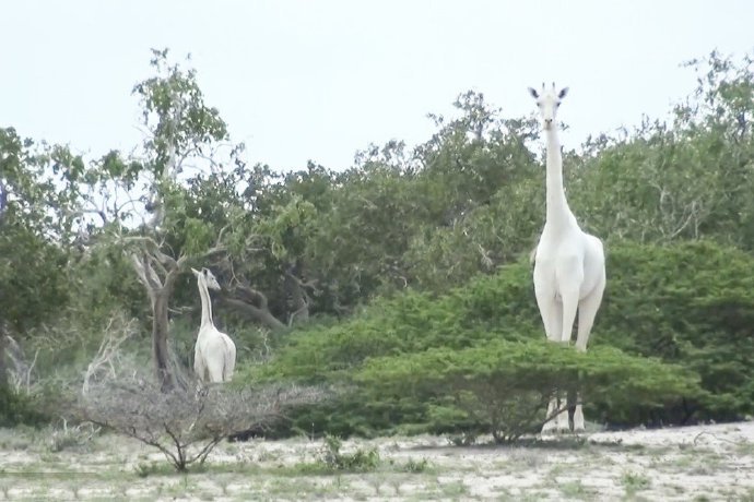 点击大图看下一张：一组稀有的白色长颈鹿图片