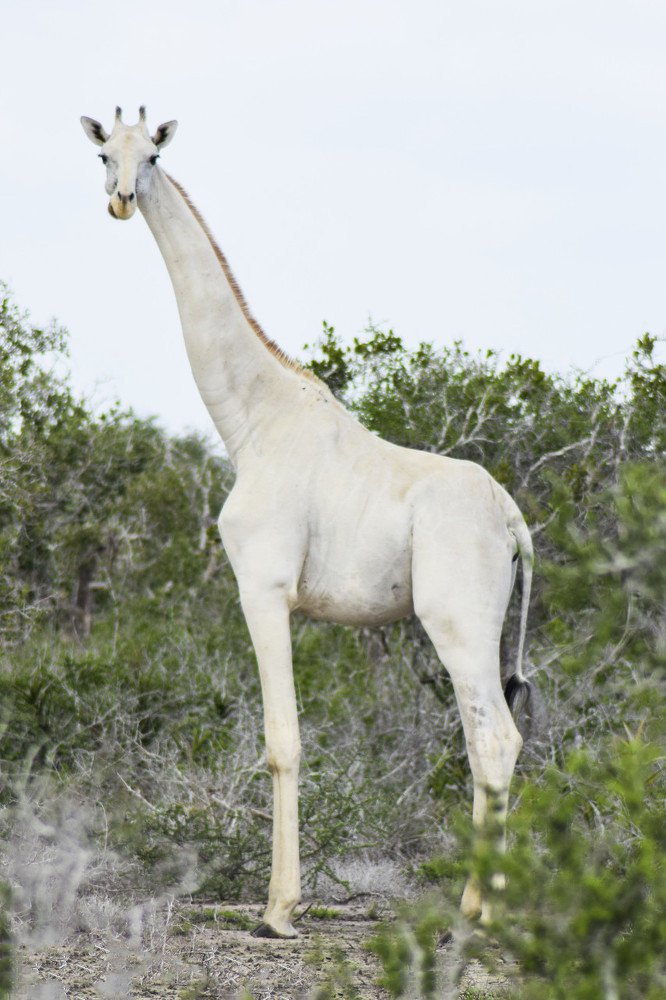 点击大图看下一张：一组稀有的白色长颈鹿图片