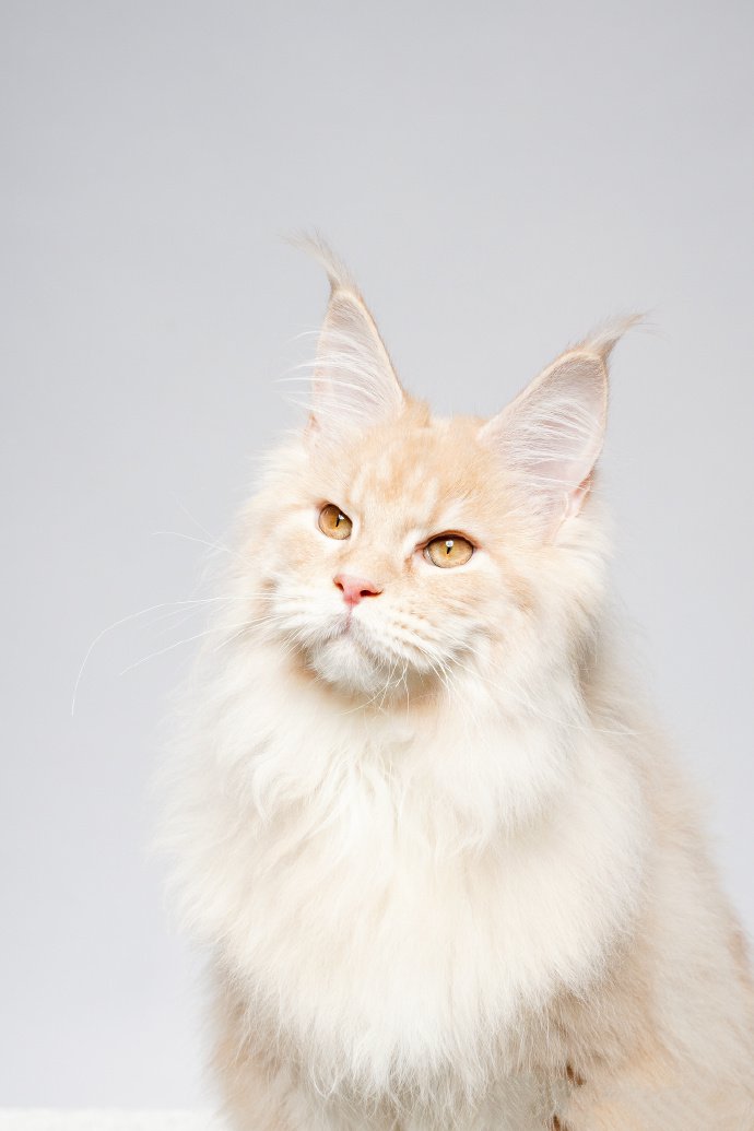 点击大图看下一张：一组温柔的缅因猫图片