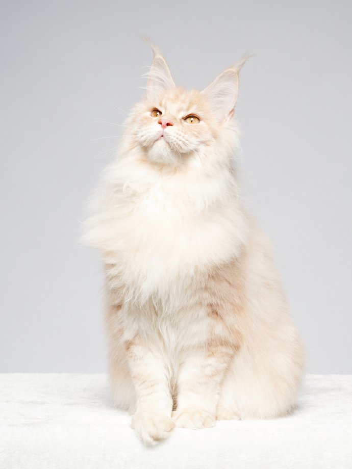 点击大图看下一张：一组温柔的缅因猫图片