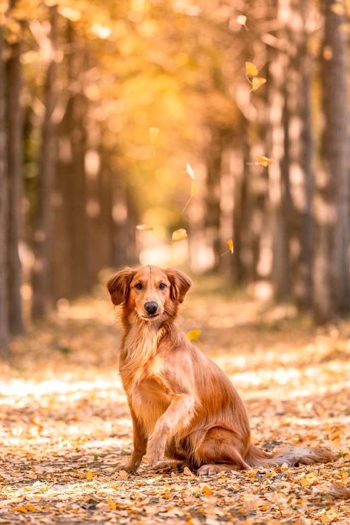 点击大图看下一张：安静美好秋景中的金毛狗狗