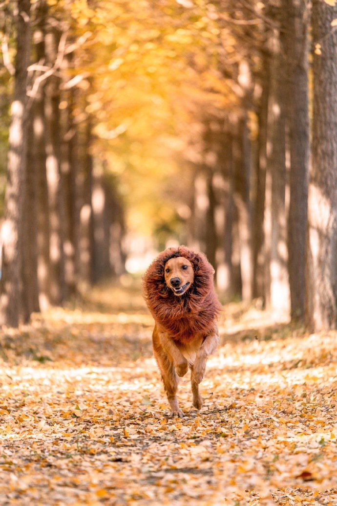 点击大图看下一张：安静美好秋景中的金毛狗狗