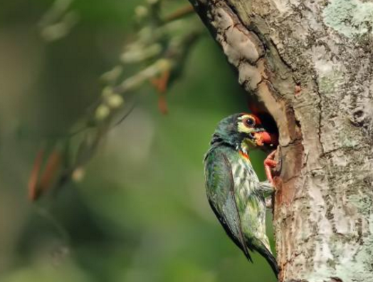 点击大图看下一张：啄木鸟有“森林医生”的美誉