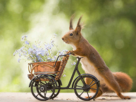 点击大图看下一张：会骑自行车的小松鼠图片