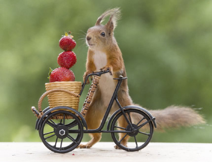 点击大图看下一张：会骑自行车的小松鼠图片