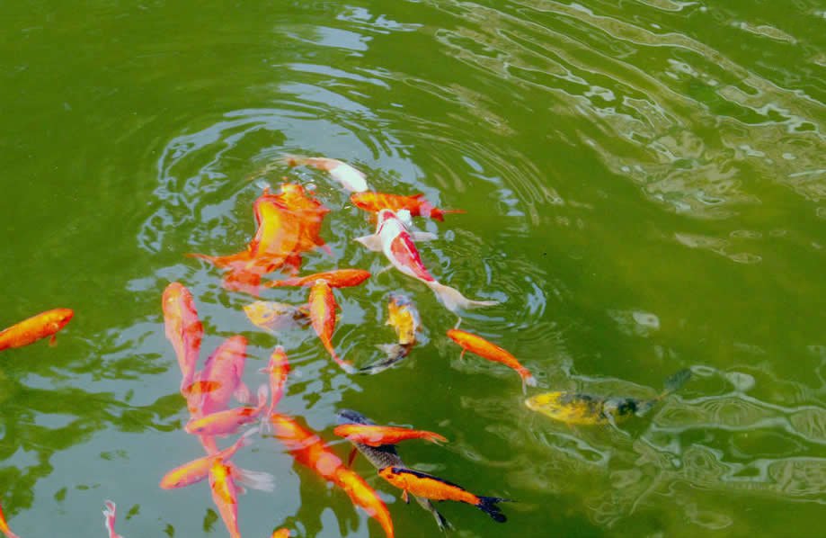 点击大图看下一张：龙华塔下放生池里的锦鲤图片