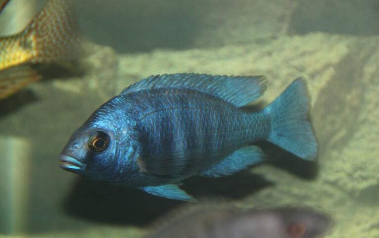 点击大图看下一张：魅力无边的蓝宝石鱼