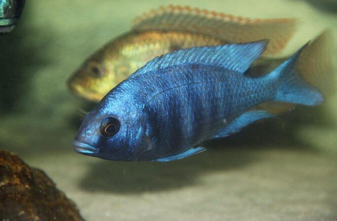 点击大图看下一张：魅力无边的蓝宝石鱼