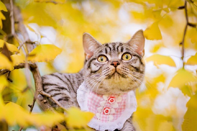 点击大图看下一张：在银杏树下玩耍的小猫图片