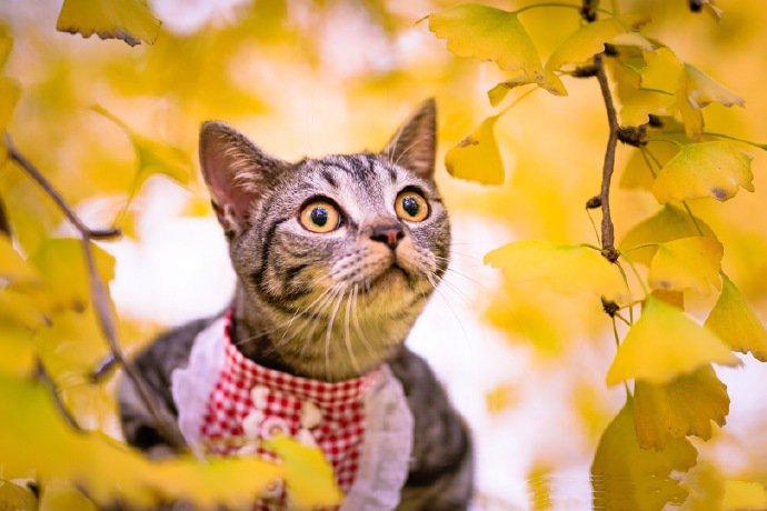 点击大图看下一张：在银杏树下玩耍的小猫图片