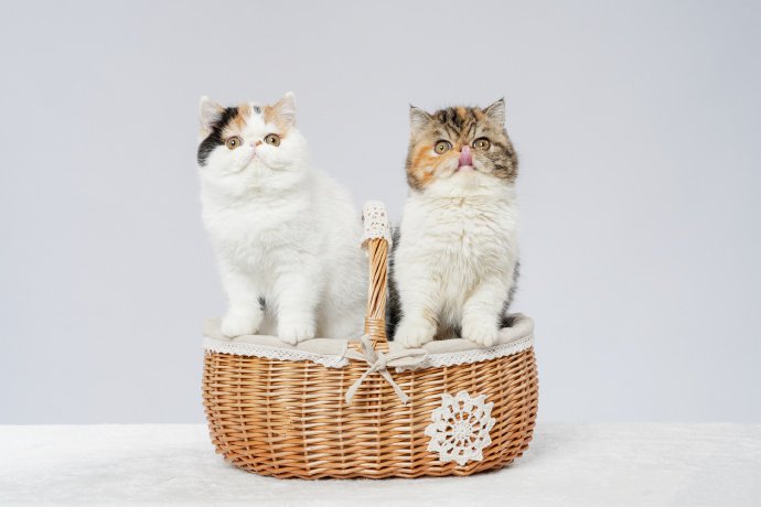 点击大图看下一张：一篮子的加菲小猫图片