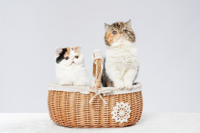 点击大图看下一张：一篮子的加菲小猫图片