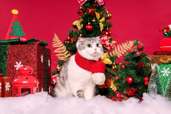 点击大图看下一张：欢快的圣诞小猫图片