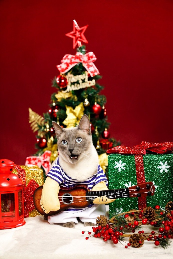 点击大图看下一张：欢快的圣诞小猫图片