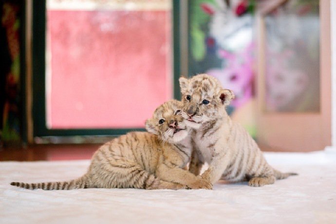 点击大图看下一张：杭州野生动物世界的小白虎双胞胎