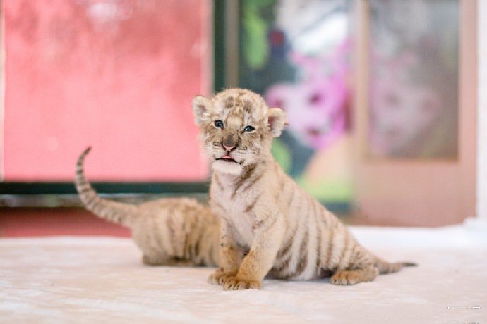 点击大图看下一张：杭州野生动物世界的小白虎双胞胎