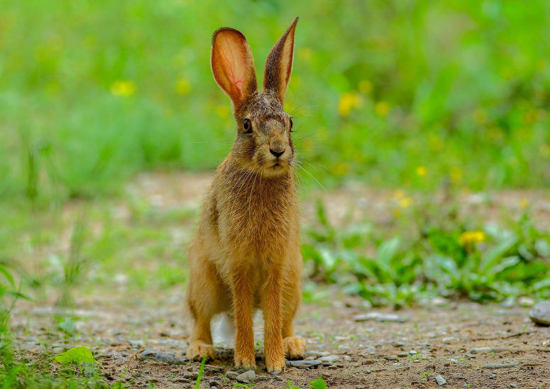 点击大图看下一张：一组灰色可爱的野兔子图片