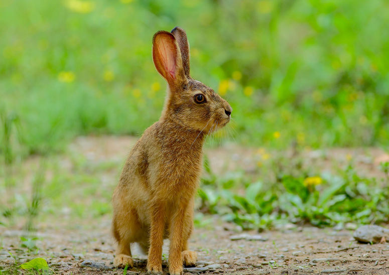 点击大图看下一张：一组灰色可爱的野兔子图片