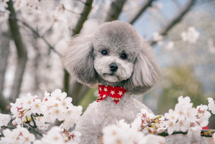 点击大图看下一张：樱花树上可爱的贵宾犬图片