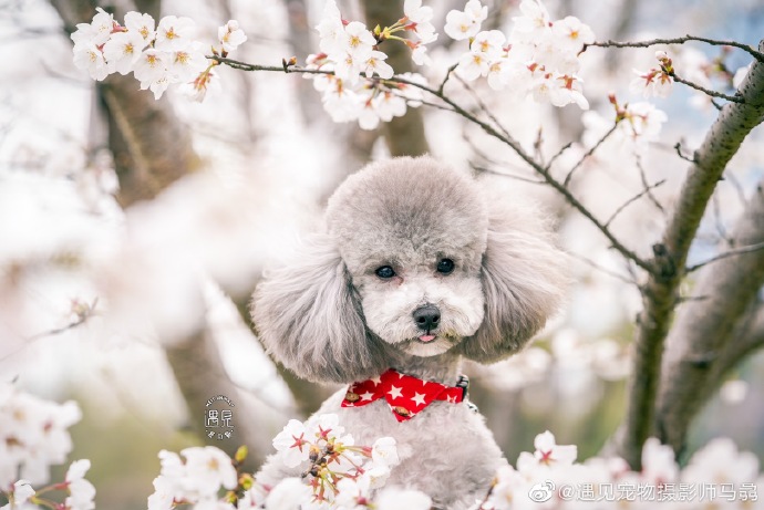 点击大图看下一张：樱花树上可爱的贵宾犬图片