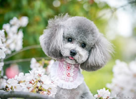 樱花树上可爱的贵宾犬图片