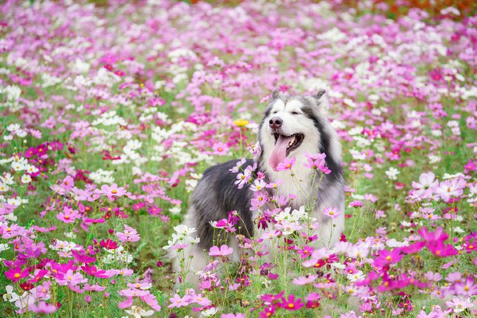 点击大图看下一张：花朵中可爱开心的狗狗图片