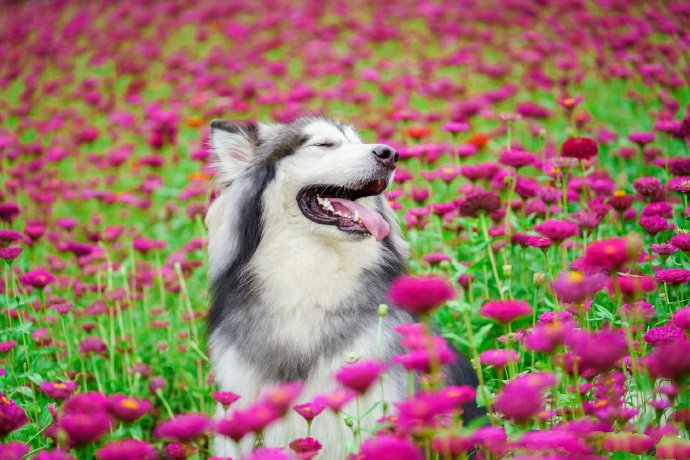 点击大图看下一张：花朵中可爱开心的狗狗图片
