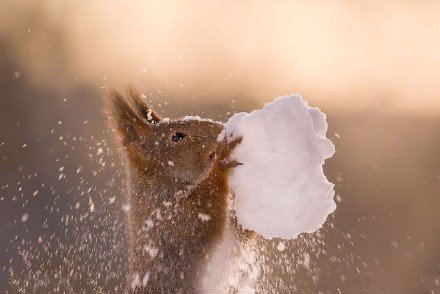 点击大图看下一张：瑞典小松鼠雪地撒欢沉醉啃雪球激萌可爱