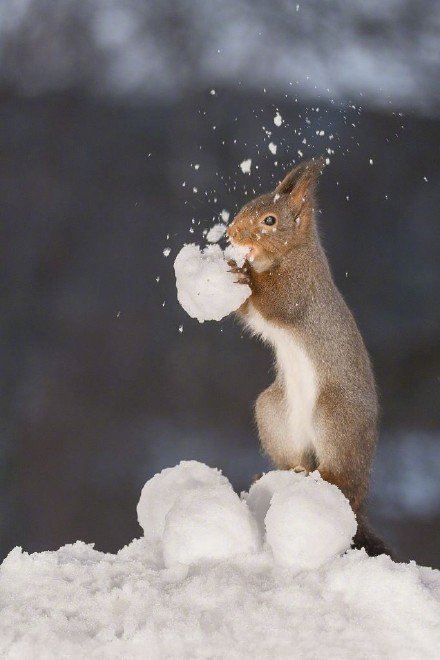 点击大图看下一张：瑞典小松鼠雪地撒欢沉醉啃雪球激萌可爱