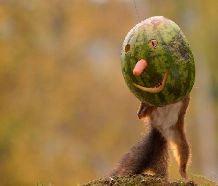 点击大图看下一张：小松鼠们戴上了水果面具
