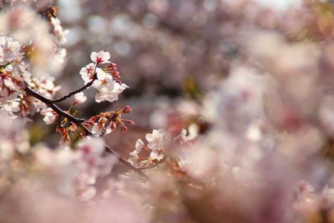 点击大图看下一张：盛開、凋落、自然而然的樱花