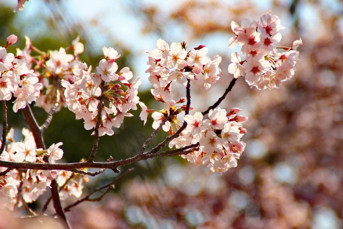 点击大图看下一张：盛開、凋落、自然而然的樱花