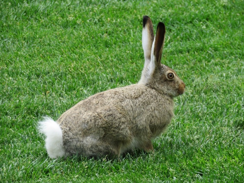 点击大图看下一张：竖起耳朵的兔子图片