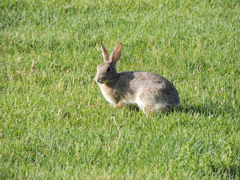 点击大图看下一张：一组灰色的兔子图片