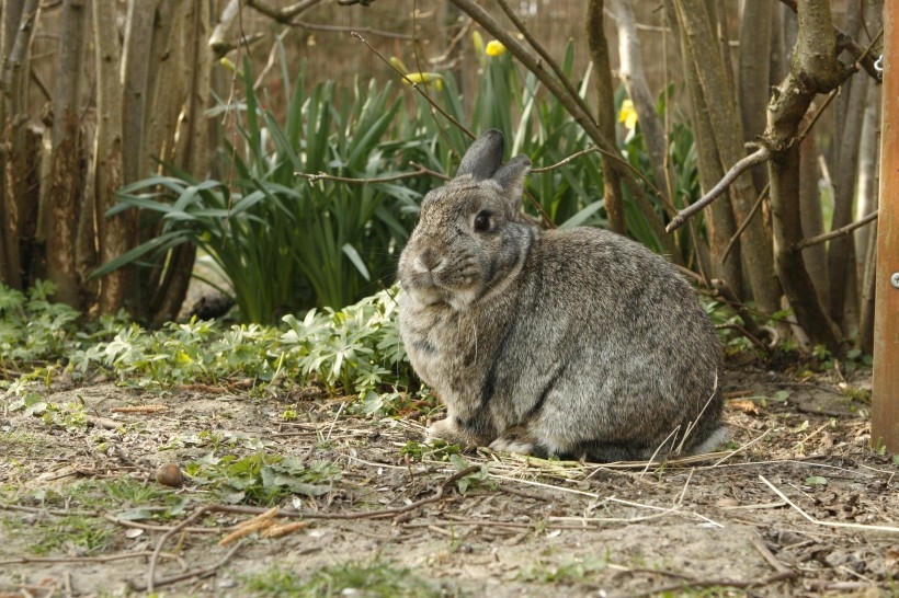 点击大图看下一张：一组灰色的兔子图片
