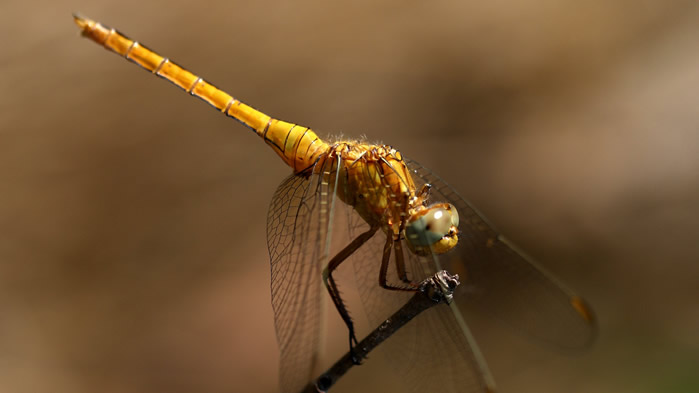 点击大图看下一张：一组蜻蜓唯美高清图片
